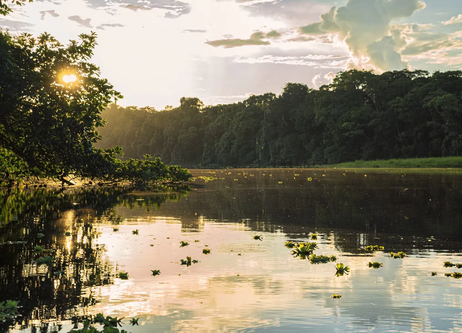 Selva tropical del Parque Nacional Madidi, Bolivia